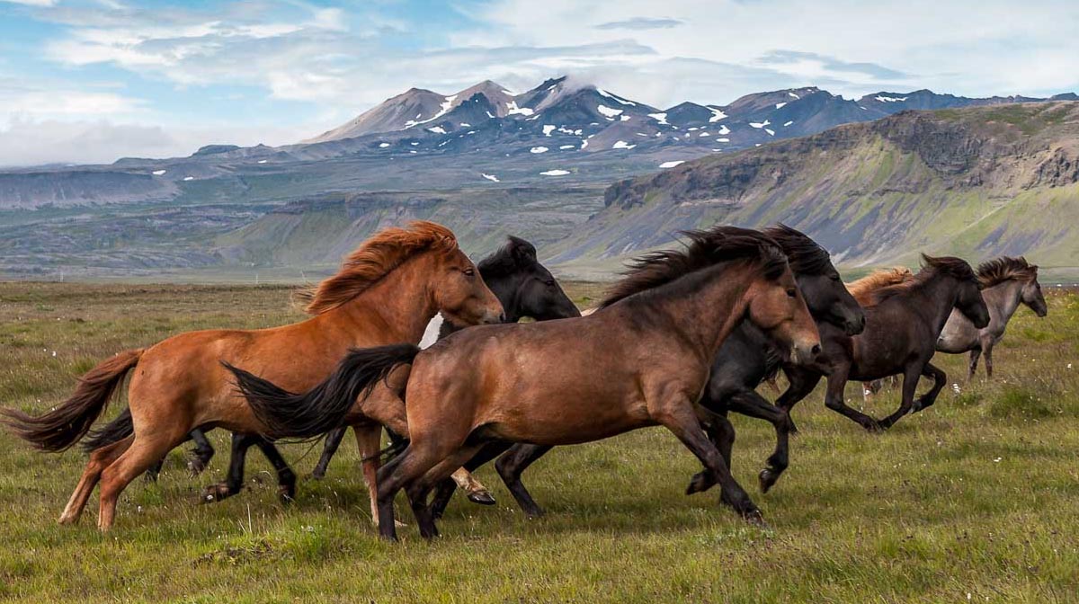 Horses of Iceland